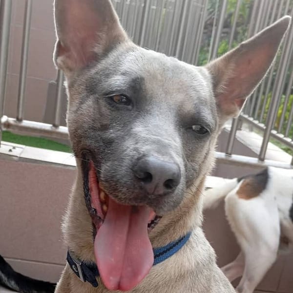 【待認養】混種犬 狗 (男生) - 臺南市動物之家灣裡站