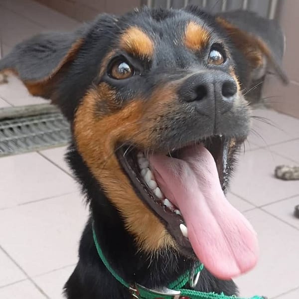 【待認養】混種犬 狗 (女生) - 臺南市動物之家灣裡站