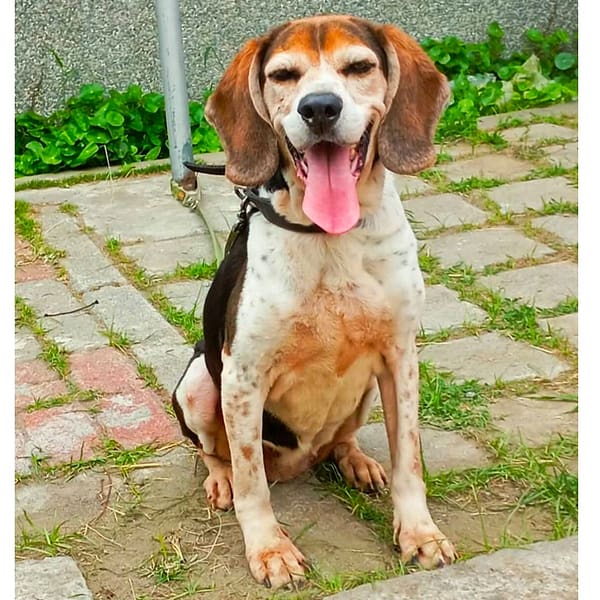 【待認養】混種犬 狗 (女生) - 臺南市動物之家灣裡站