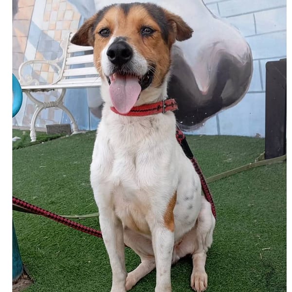 【待認養】混種犬 狗 (男生) - 臺南市動物之家灣裡站