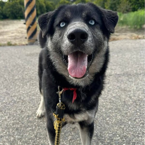 【待認養】混種犬 狗 (男生) - 臺南市動物之家灣裡站