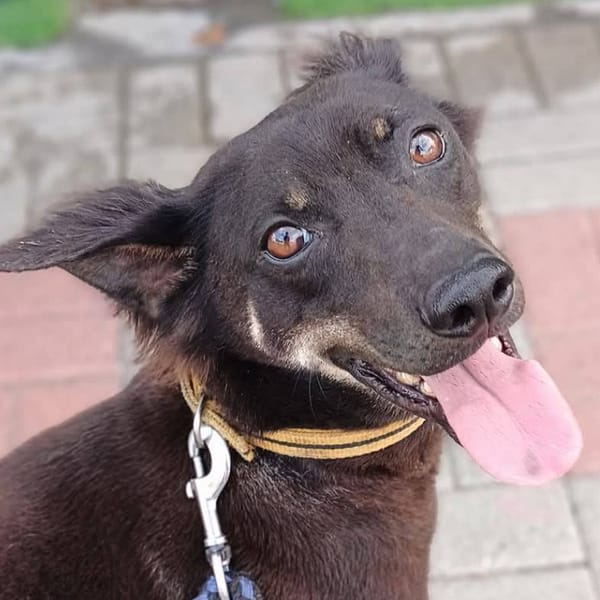 【待認養】混種犬 狗 (男生) - 臺南市動物之家灣裡站