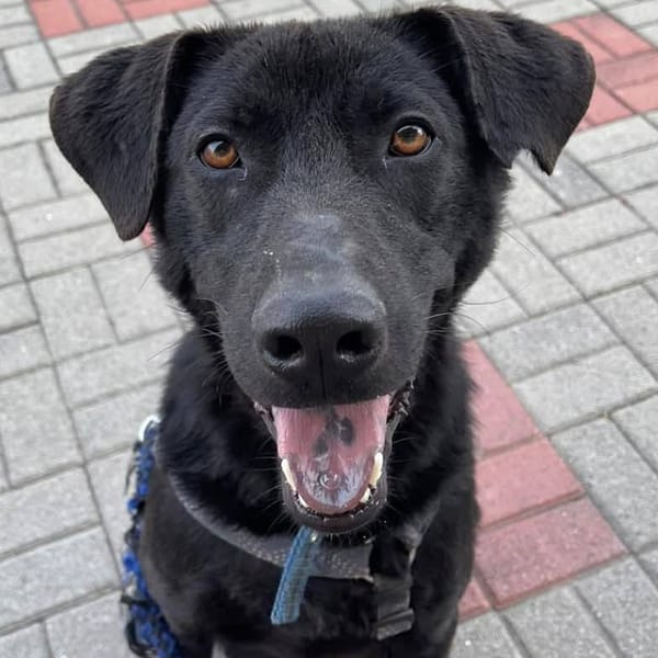 【待認養】混種犬 狗 (女生) - 臺南市動物之家灣裡站