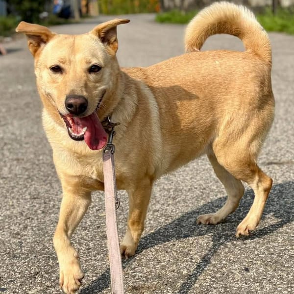 【待認養】混種犬 狗 (女生) - 臺南市動物之家灣裡站