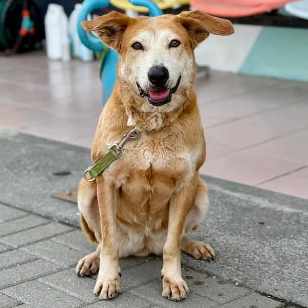 【待認養】混種犬 狗 (女生) - 臺南市動物之家灣裡站