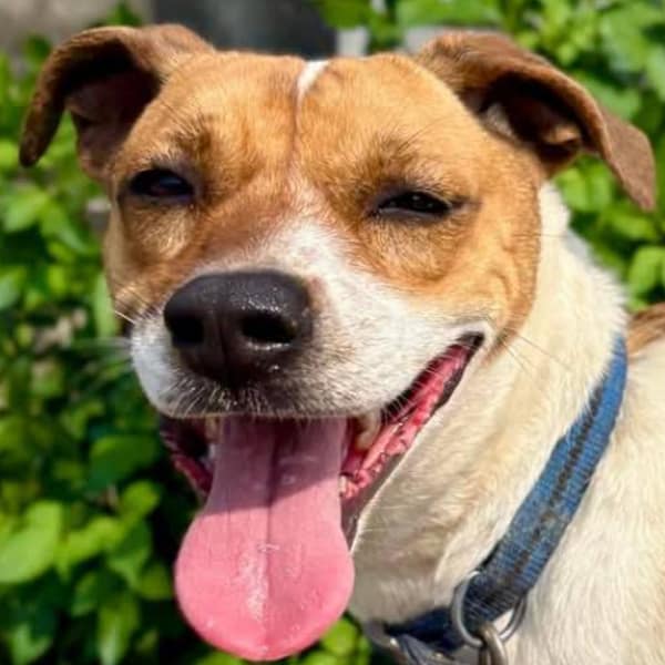【待認養】混種犬 狗 (女生) - 臺南市動物之家灣裡站