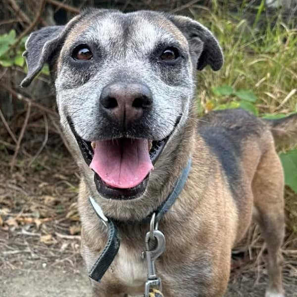 【待認養】混種犬 狗 (女生) - 臺南市動物之家灣裡站