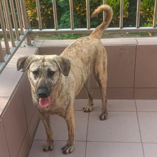 【待認養】混種犬 狗 (女生) - 臺南市動物之家灣裡站