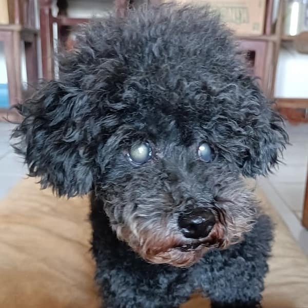 【待認養】貴賓犬 狗 (女生) - 新北市新店區公立動物之家