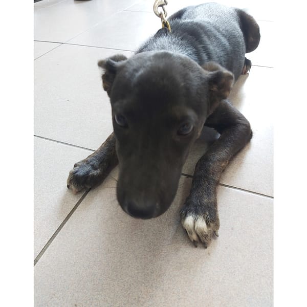 【待認養】混種犬 狗 (女生) - 臺南市動物之家灣裡站