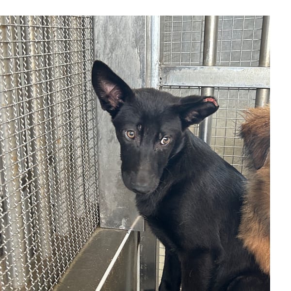 【待認養】混種犬 狗 (男生) - 澎湖縣流浪動物收容中心