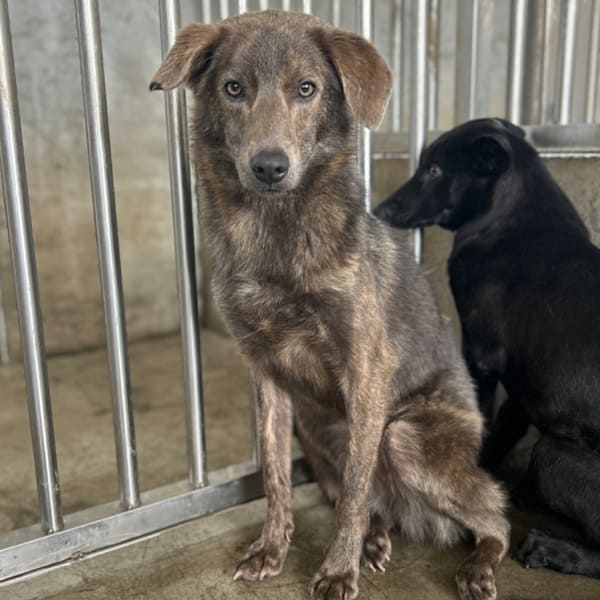 【待認養】混種犬 狗 (女生) - 澎湖縣流浪動物收容中心