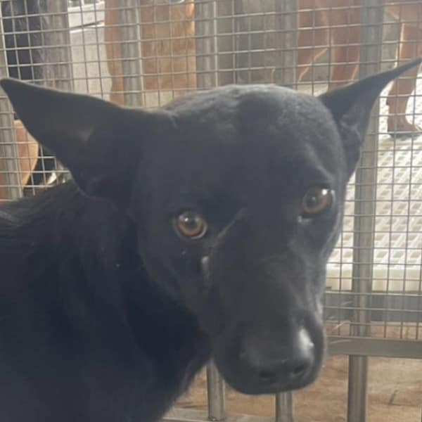 【待認養】混種犬 狗 (男生) - 澎湖縣流浪動物收容中心