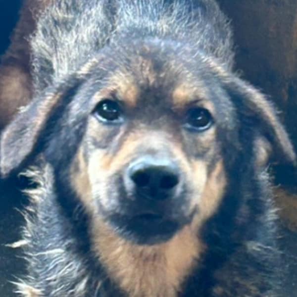 【待認養】混種犬 狗 (女生) - 澎湖縣流浪動物收容中心