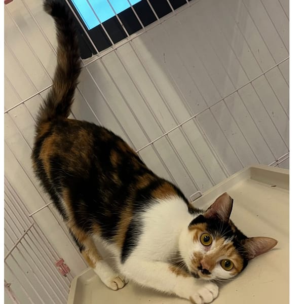 【待認養】混種貓 貓 (女生) - 花蓮縣狗貓躍動園區