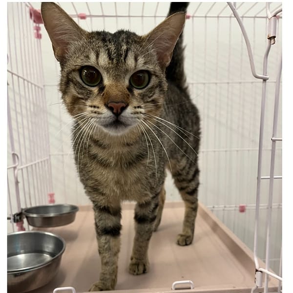 【待認養】混種貓 貓 (男生) - 花蓮縣狗貓躍動園區