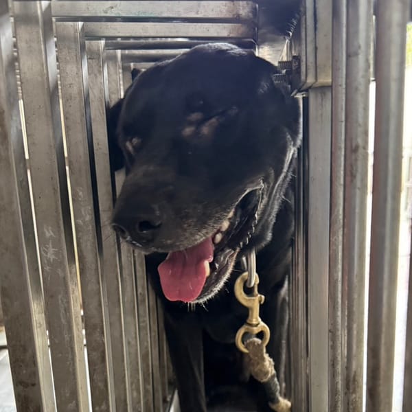 【待認養】混種犬 狗 (男生) - 臺南市動物之家善化站