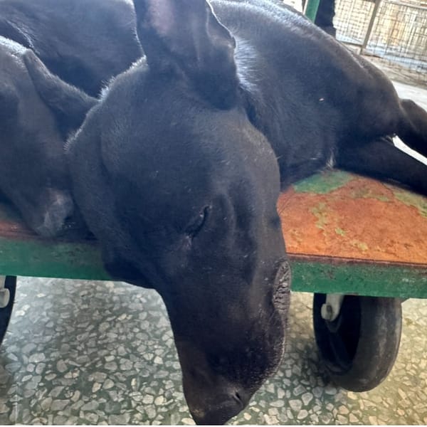 【待認養】混種犬 狗 (男生) - 臺南市動物之家善化站