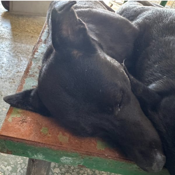 【待認養】混種犬 狗 (男生) - 臺南市動物之家善化站