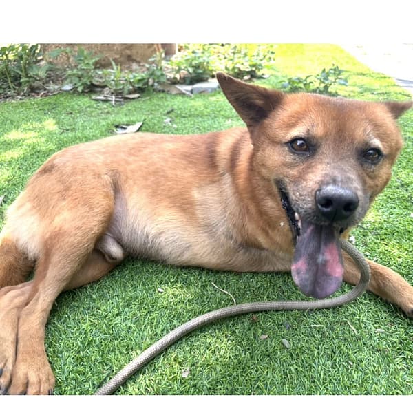 【待認養】混種犬 狗 (男生) - 新竹縣動物保護教育園區