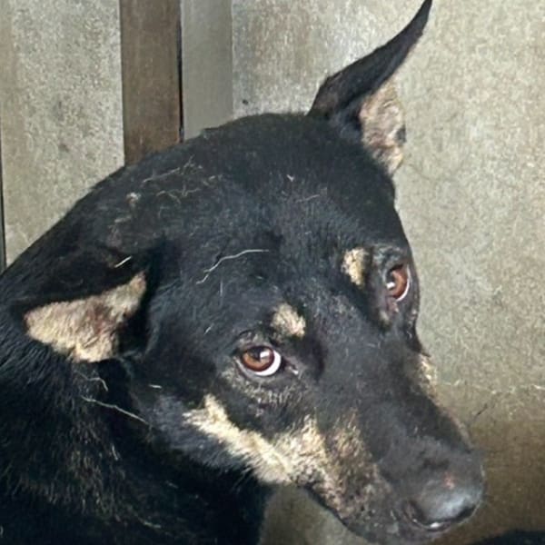 【待認養】混種犬 狗 (男生) - 澎湖縣流浪動物收容中心