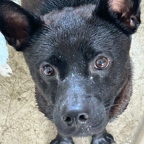 【待認養】混種犬 狗 (男生) - 澎湖縣流浪動物收容中心