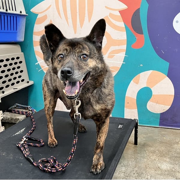 【待認養】混種犬 狗 (男生) - 新北市新店區公立動物之家