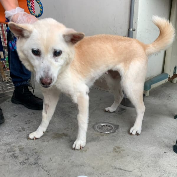 【待認養】混種犬 狗 (女生) - 臺北市動物之家