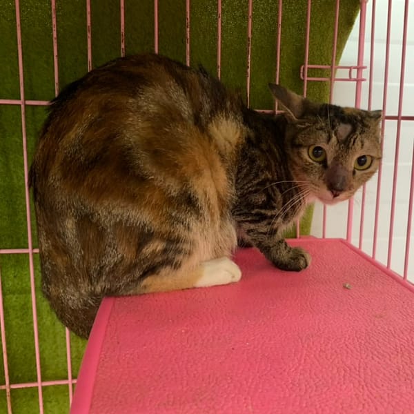 【待認養】混種貓 貓 (女生) - 臺北市動物之家