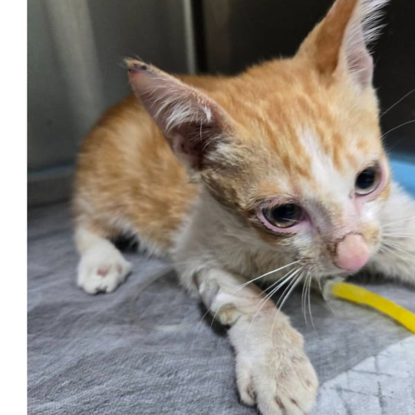 【待認養】混種貓 貓 (女生) - 臺南市動物之家灣裡站