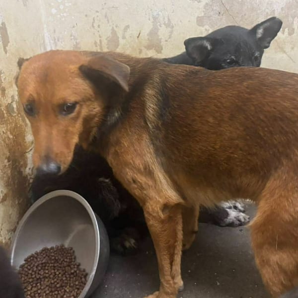 【待認養】混種犬 狗 (男生) - 臺北市動物之家