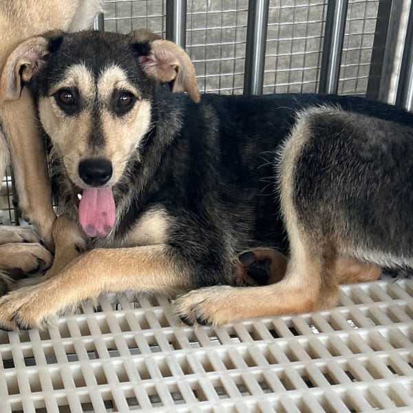 【待認養】混種犬 狗 (女生) - 澎湖縣流浪動物收容中心