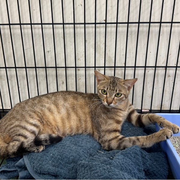 【待認養】混種貓 貓 (女生) - 臺南市動物之家善化站