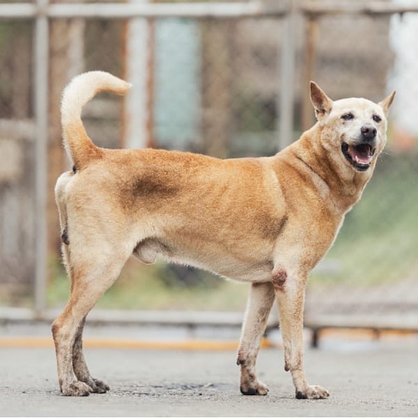 【待認養】混種犬 狗 (男生) - 新北市淡水區公立動物之家