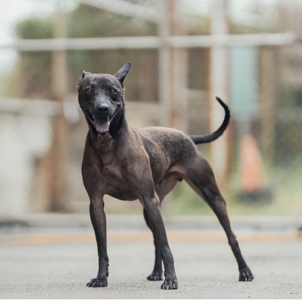 【待認養】混種犬 狗 (男生) - 新北市淡水區公立動物之家