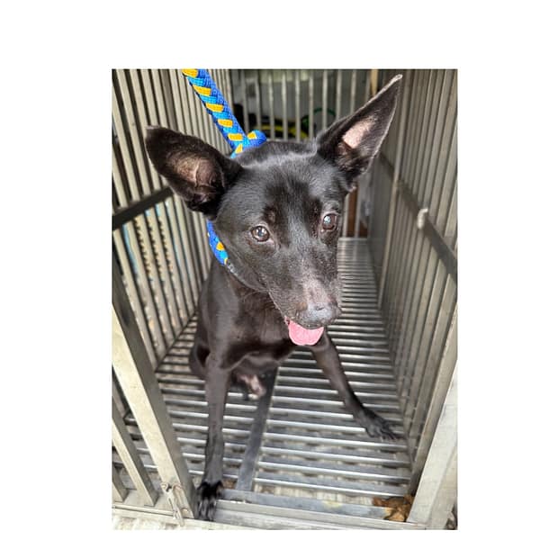 【待認養】混種犬 狗 (男生) - 基隆市寵物銀行