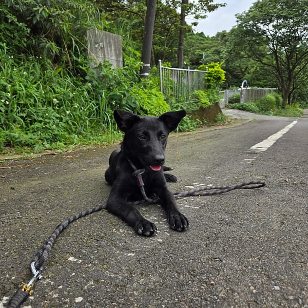 【待認養】混種犬 狗 (女生) - 新北市三芝區公立動物之家