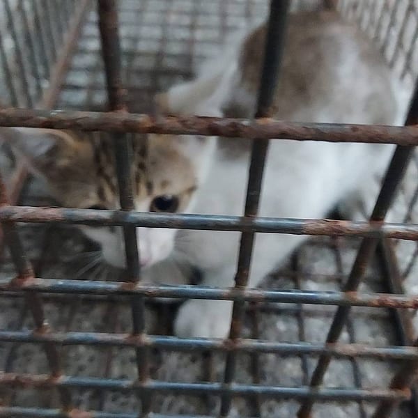 【待認養】混種貓 貓 (男生) - 新北市中和區公立動物之家