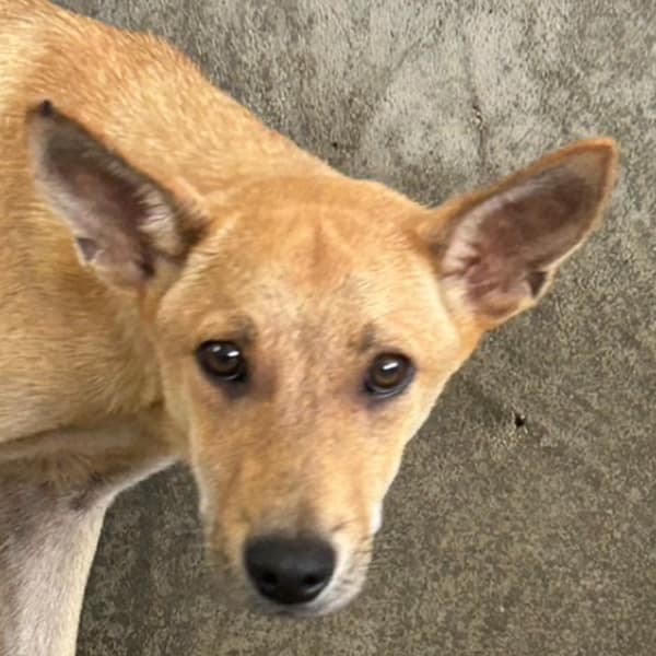 【待認養】混種犬 狗 (男生) - 澎湖縣流浪動物收容中心