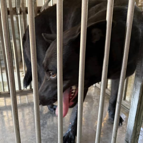 【待認養】混種犬 狗 (女生) - 臺南市動物之家善化站