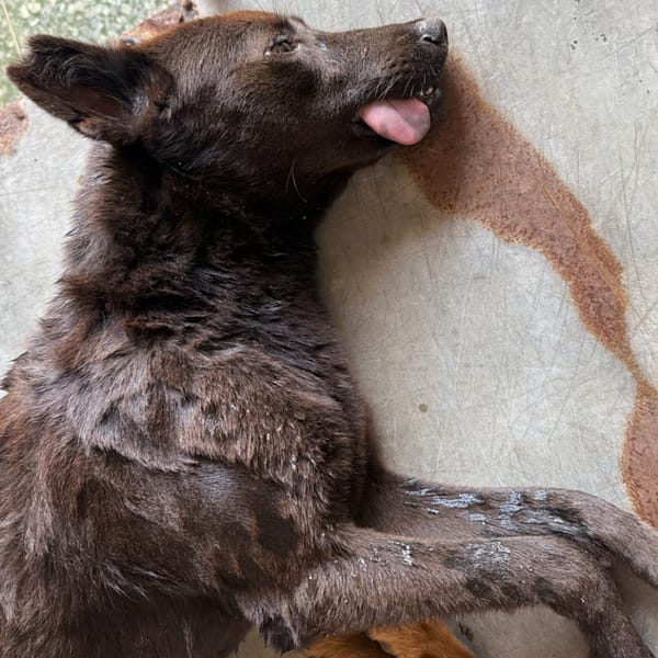 【待認養】混種犬 狗 (女生) - 臺南市動物之家善化站