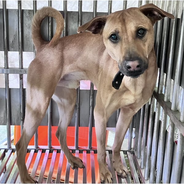 【待認養】混種犬 狗 (男生) - 新北市新店區公立動物之家