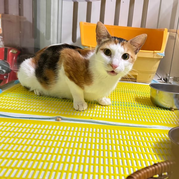 【待認養】混種貓 貓 (女生) - 新北市板橋區公立動物之家