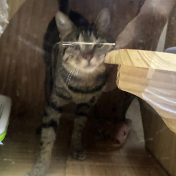 【待認養】混種貓 貓 (女生) - 新北市板橋區公立動物之家