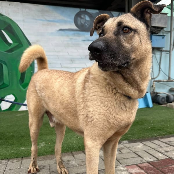 【待認養】混種犬 狗 (男生) - 臺南市動物之家灣裡站