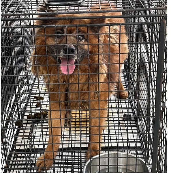 【待認養】混種犬 狗 (男生) - 金門縣動物收容中心