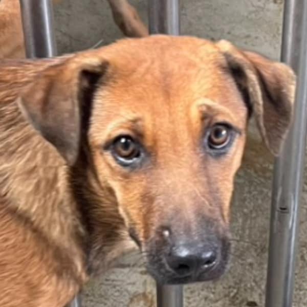 【待認養】混種犬 狗 (女生) - 澎湖縣流浪動物收容中心