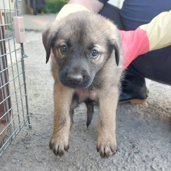 【待認養】混種犬 狗 (男生) - 新北市中和區公立動物之家