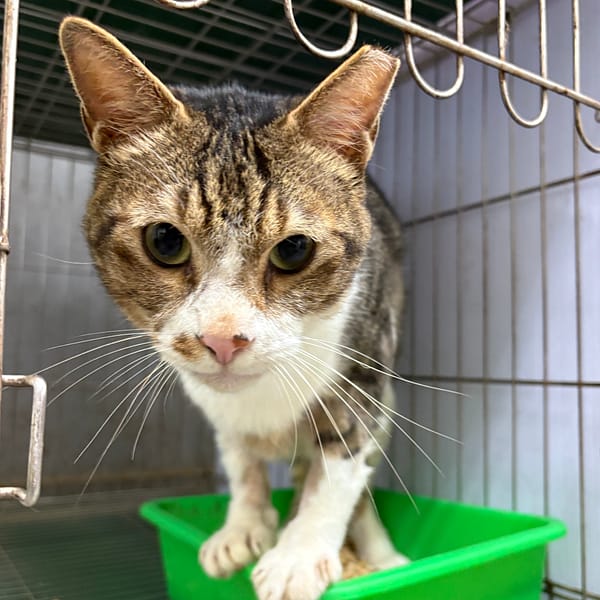 【待認養】混種貓 貓 (男生) - 新北市五股區公立動物之家