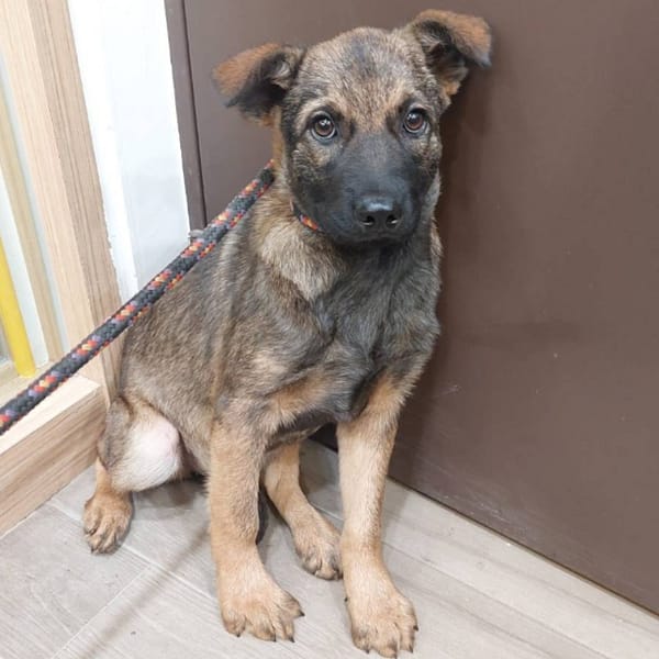 【待認養】混種犬 狗 (女生) - 新北市中和區公立動物之家